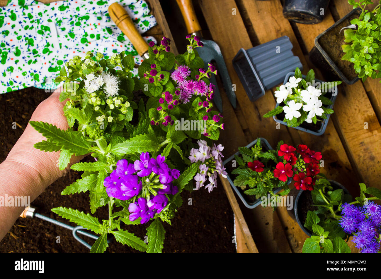 Woman planting flowers in the soil first person view Stock Photo