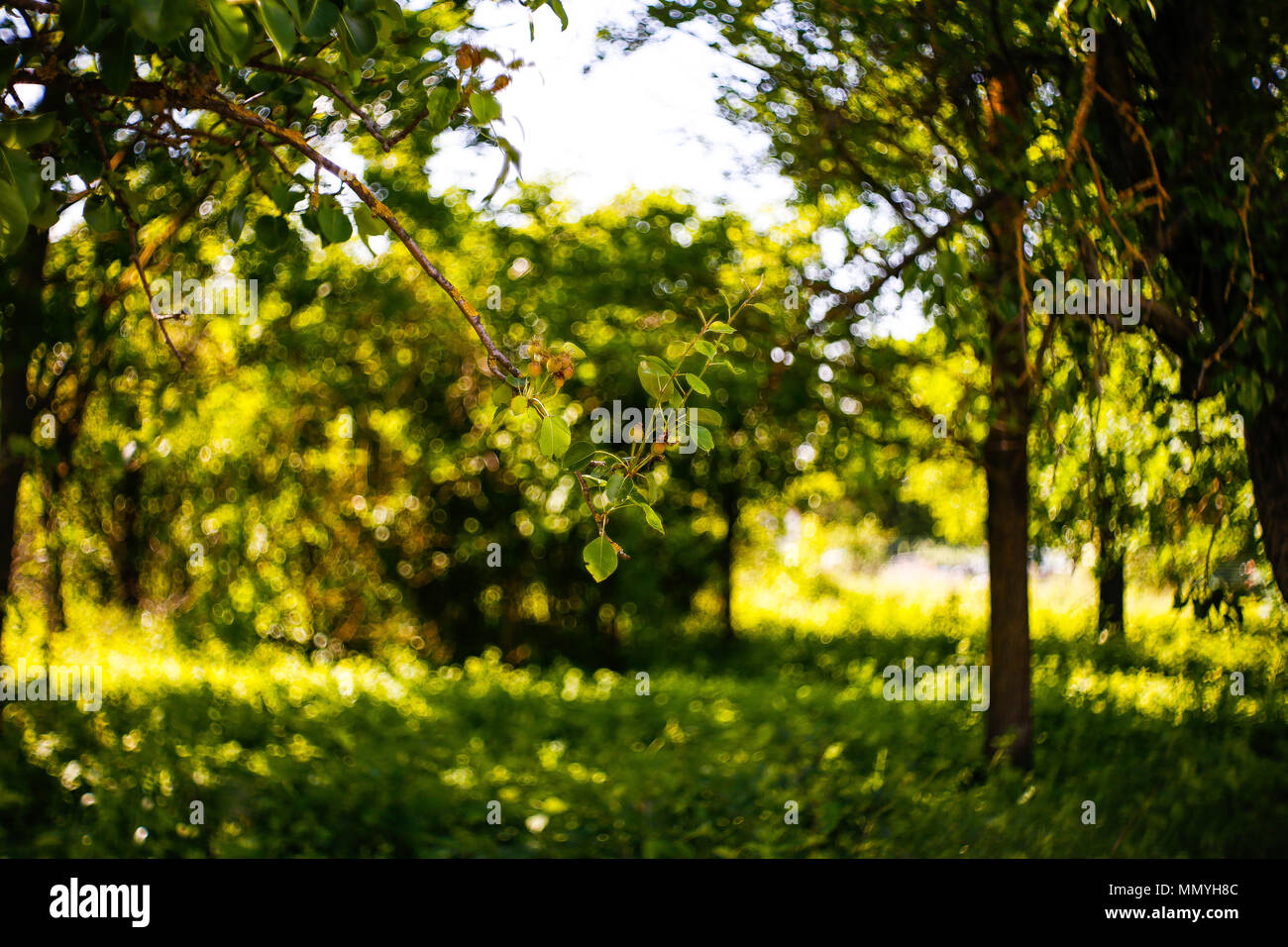 tree in spring Stock Photo - Alamy