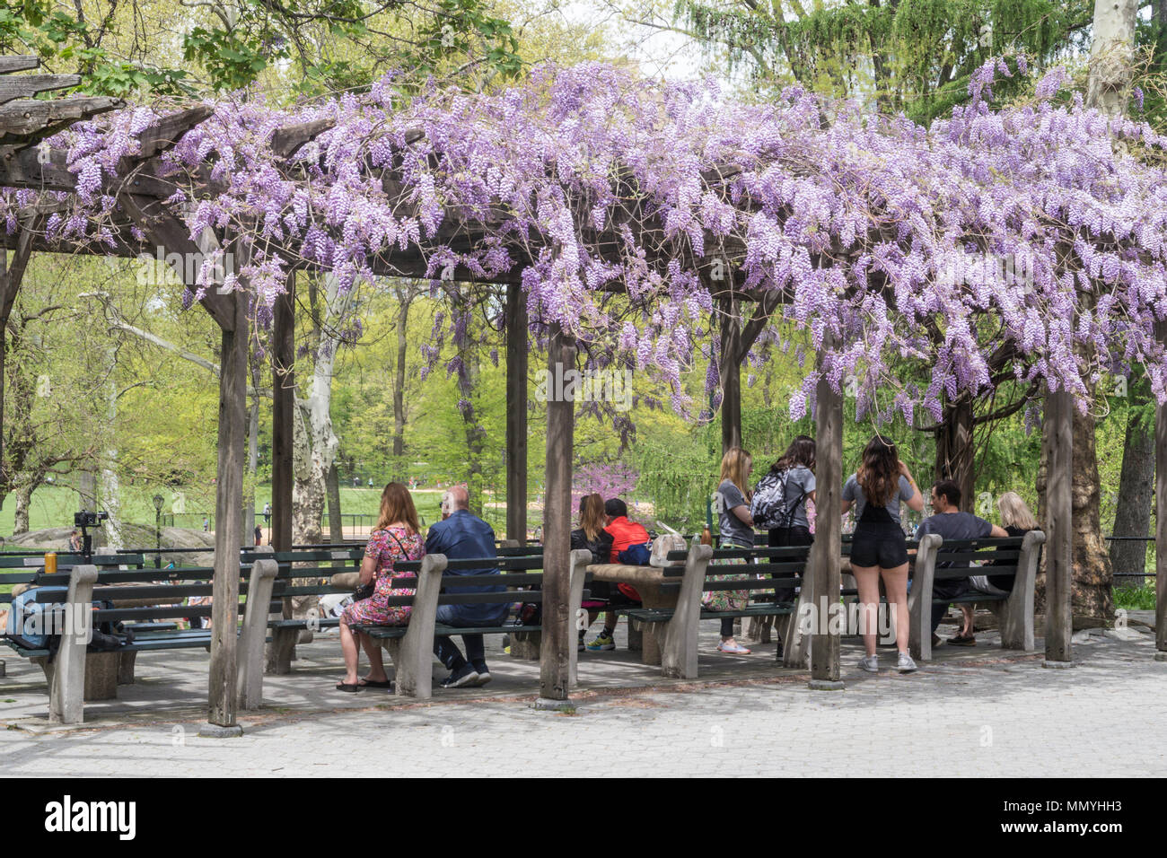 Chess & Checkers House with Blooming Wisteria, Central Park, NYC Stock Photo