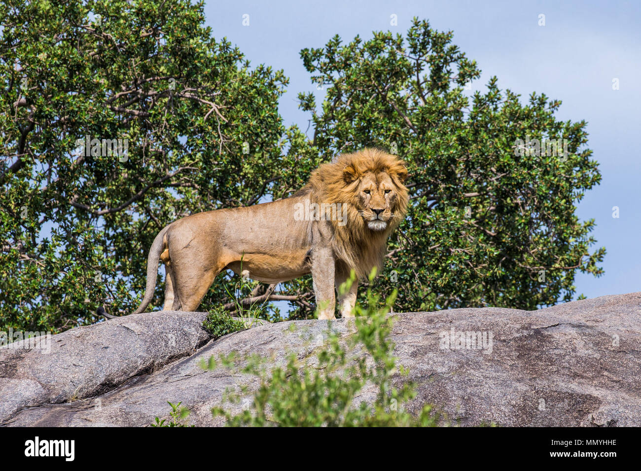 Big male lion on a big rock. Serengeti National Park. Tanzania Stock ...