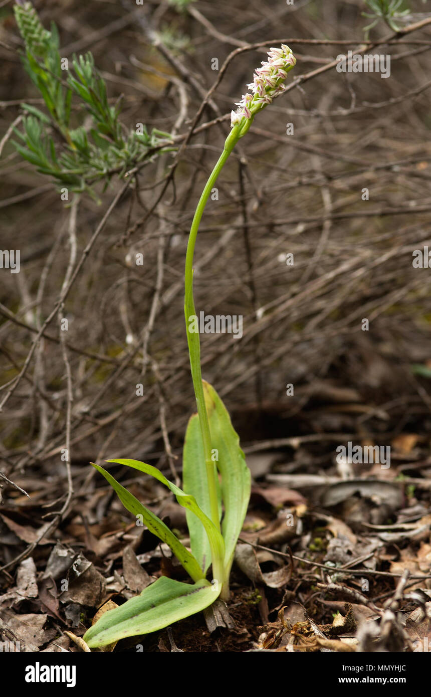 Ligther form of a wild Dense flowered Orchid (Neotinea maculata) against a natural background. Full plant. Vila Viçosa, Portugal. Stock Photo