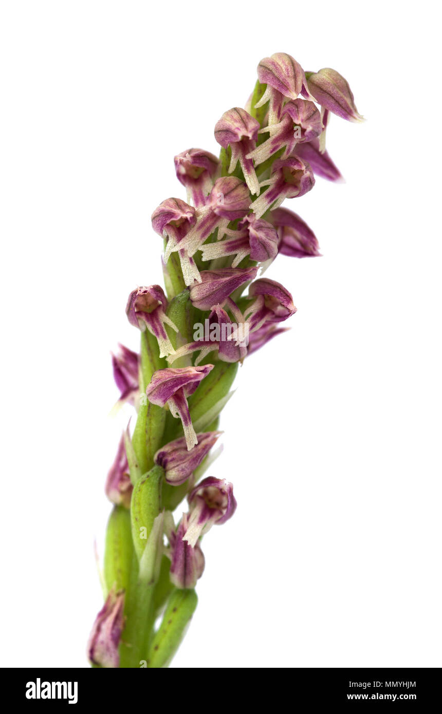Close up on the flowers of a red and darker form of a wild Dense flowered Orchid inflorescense (Neotinea maculata) isolated over a white background. V Stock Photo