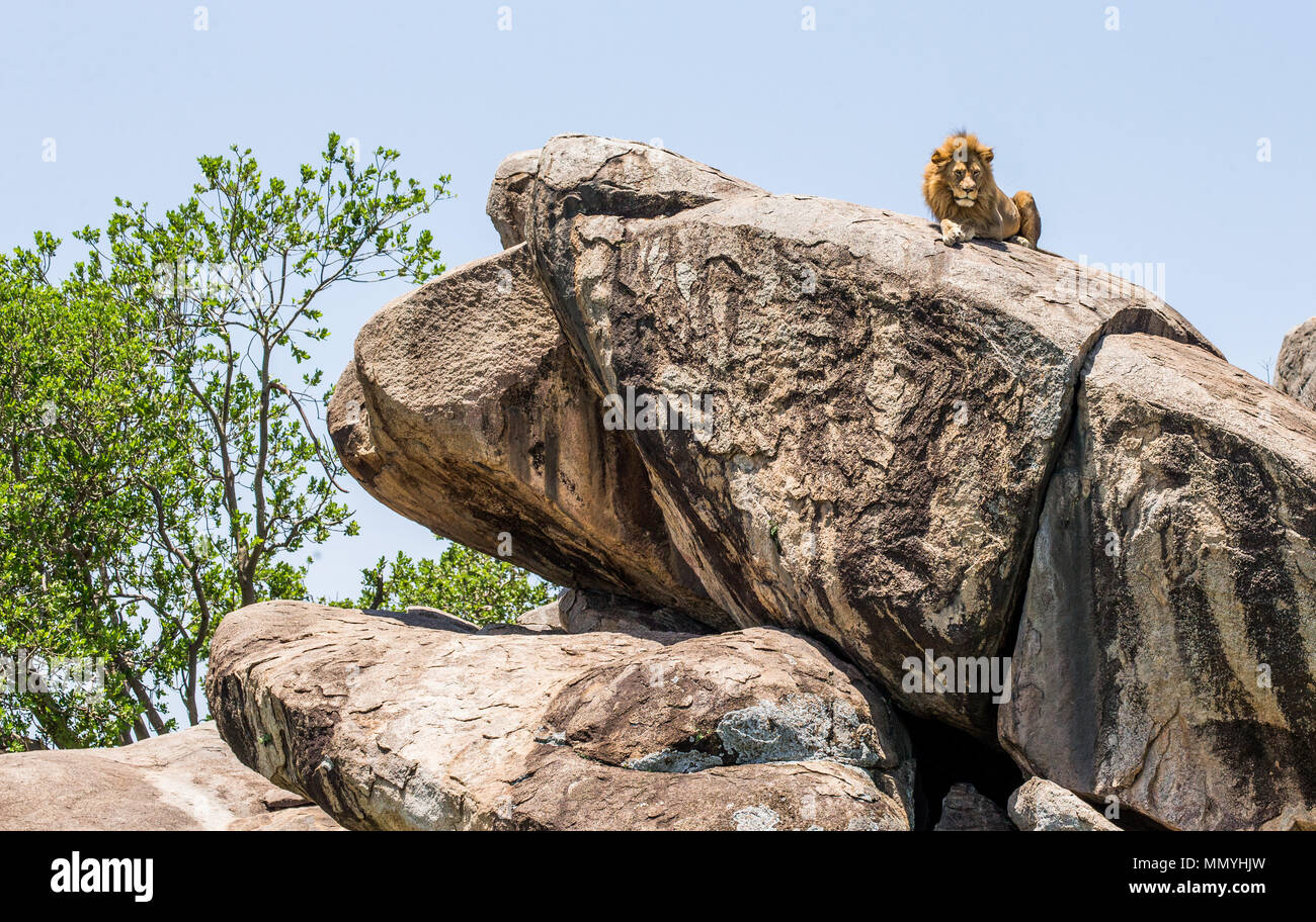 Lion king animals pride rock hi-res stock photography and images - Alamy