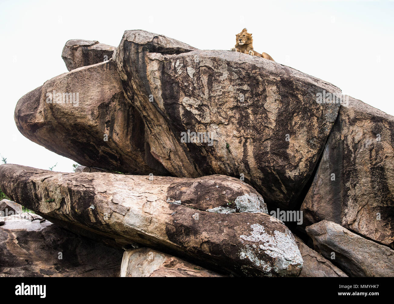 Lion king animals pride rock hi-res stock photography and images - Alamy