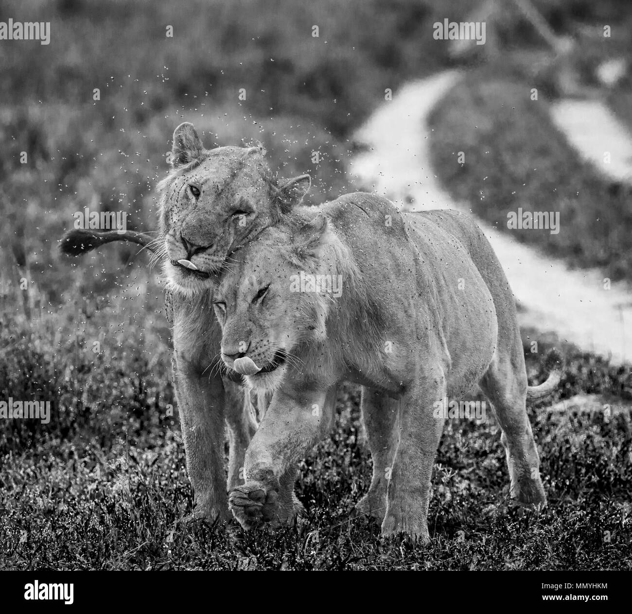 Protect the lion Black and White Stock Photos & Images - Alamy