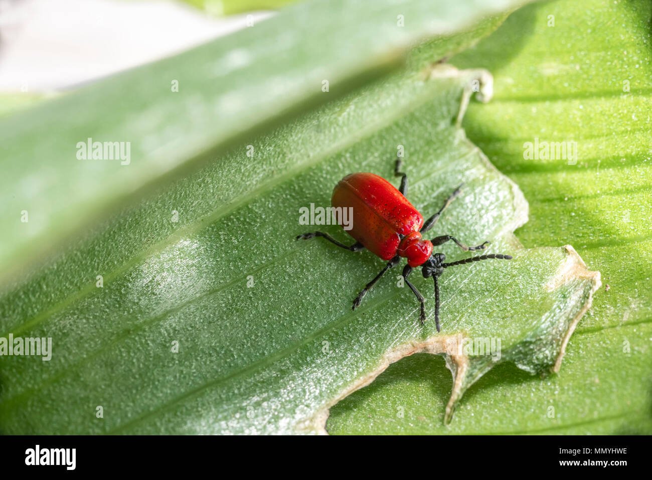 Red lily beetle , lily beetle, Lilioceris lilii, Stock Photo