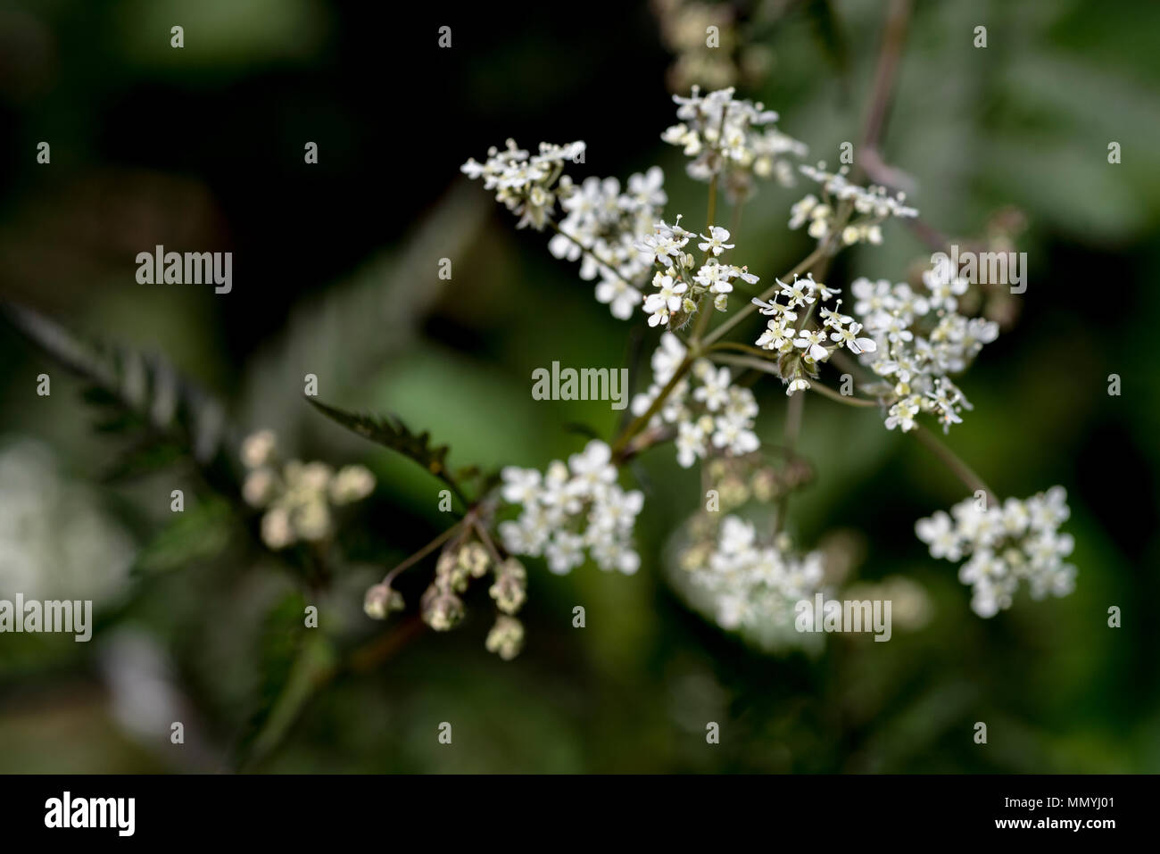 Anthriscus sylvestris  Ravenswing, apiaceae. Cow parsley, white flowers. Stock Photo