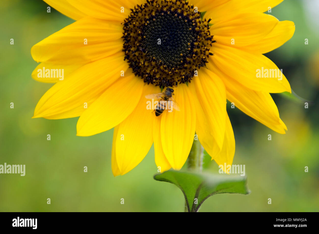 A bee partners with a sunflower in the course of pollination. Stock Photo