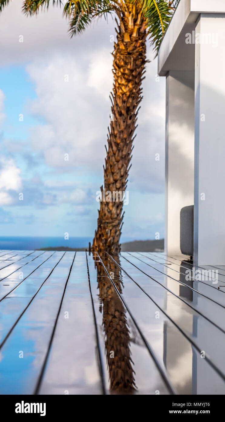 horizontal image of a palm tree and its reflection on a wet wooden deck in St. Barts, Stock Photo