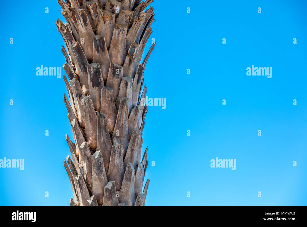 detail image of the trunk of a palm tree set against a brillant blue sky Stock Photo