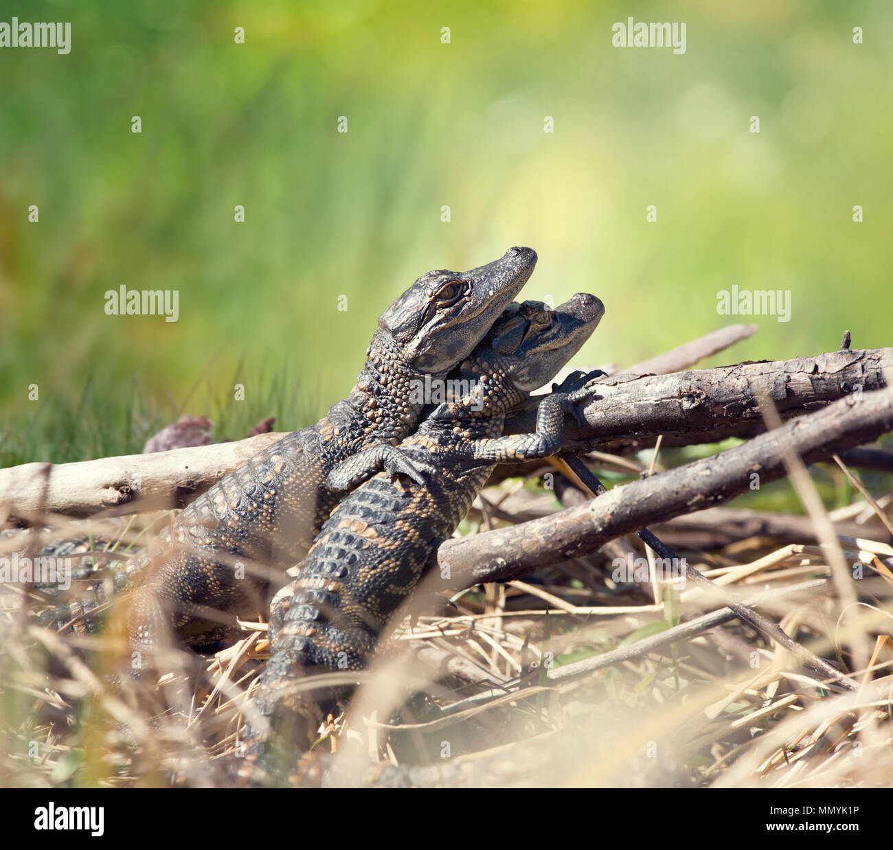 Baby alligators basking in Florida wetlands Stock Photo - Alamy