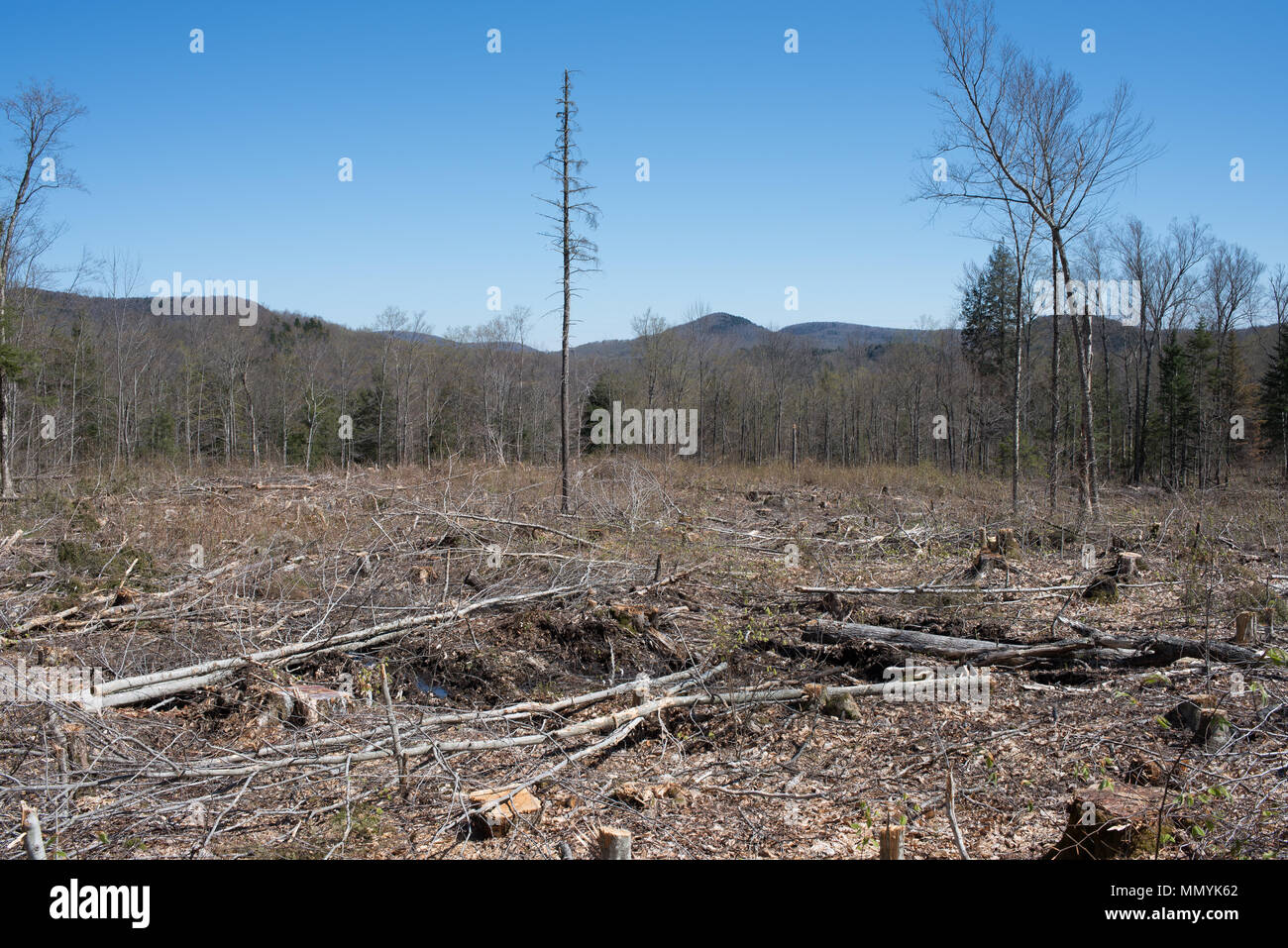 A view of a forest after clear cut logging in the Adirondack Mountains, NY USA Stock Photo