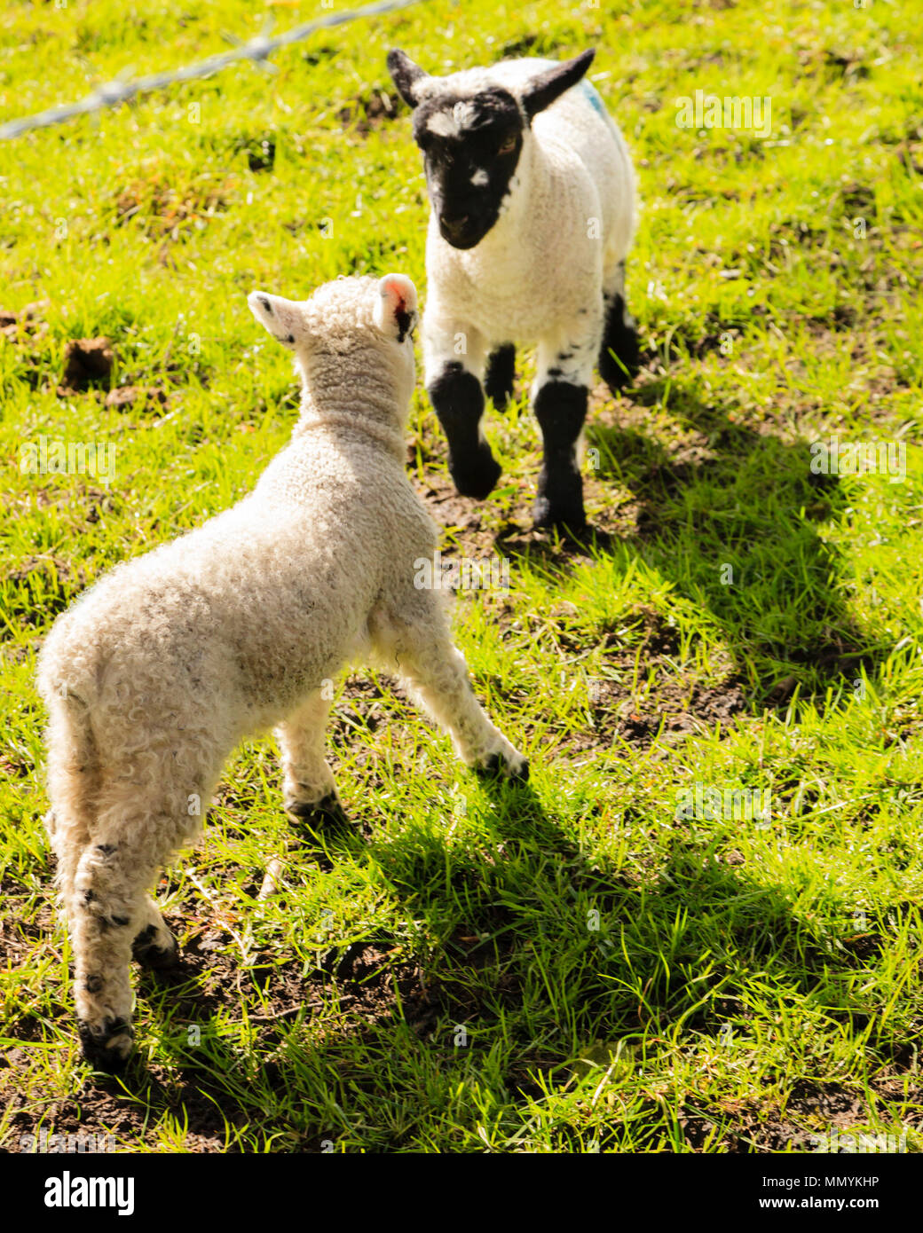 Lambs in spring sunshine Stock Photo - Alamy