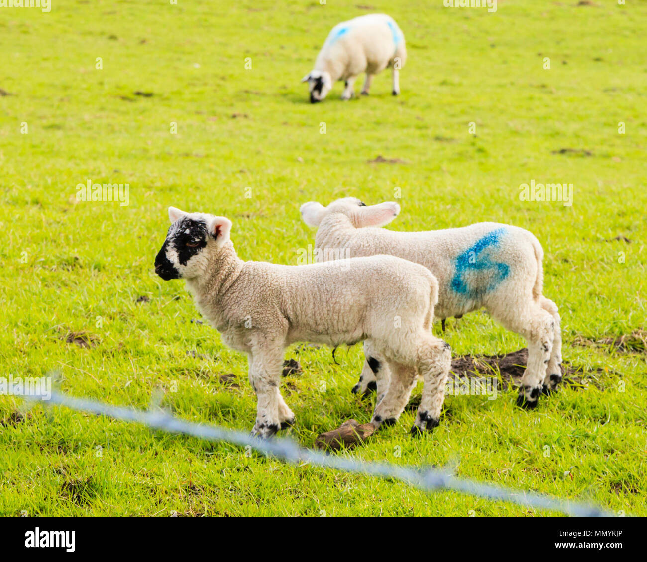 Lambs in spring sunshine Stock Photo - Alamy