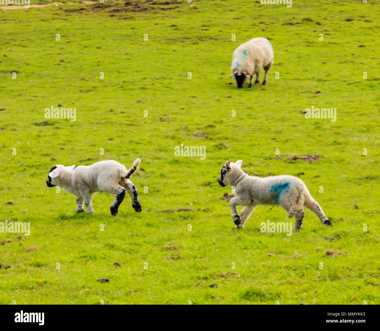 Lambs in spring sunshine Stock Photo - Alamy