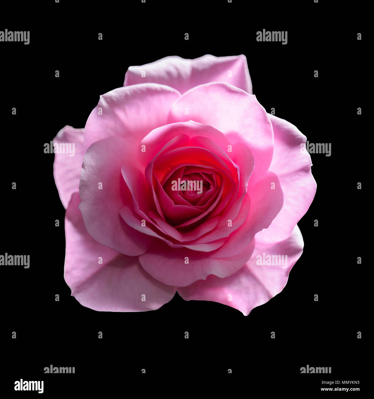 Beautiful rose flower hi-res stock photography and images - Alamy