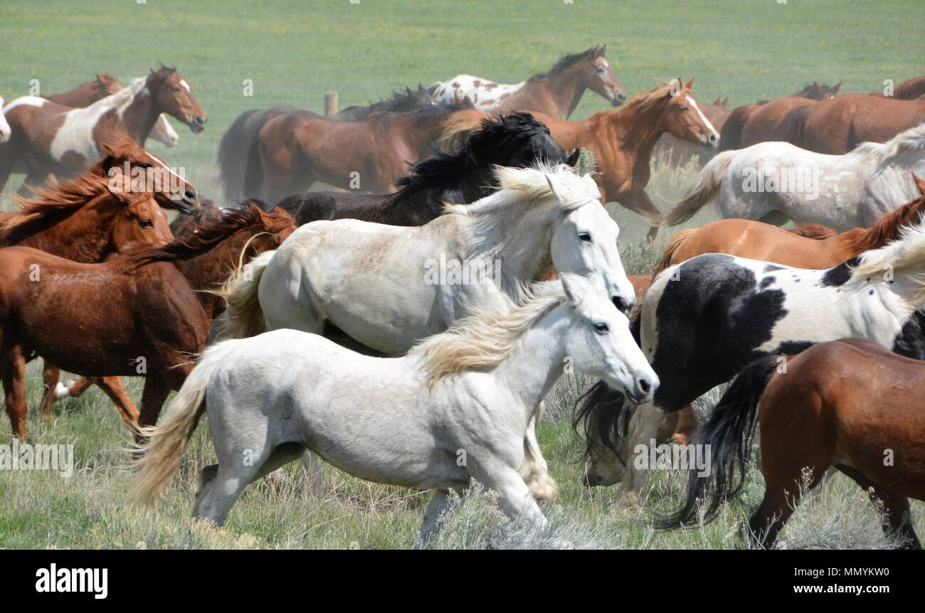 Herd of Horses Stock Photo