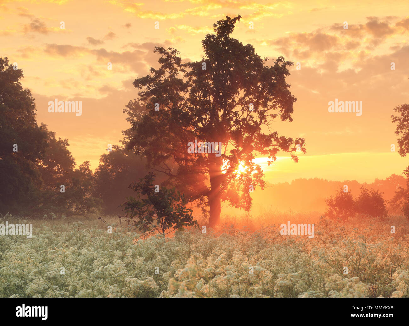 Spring sun shines through white hi-res stock photography and images - Alamy