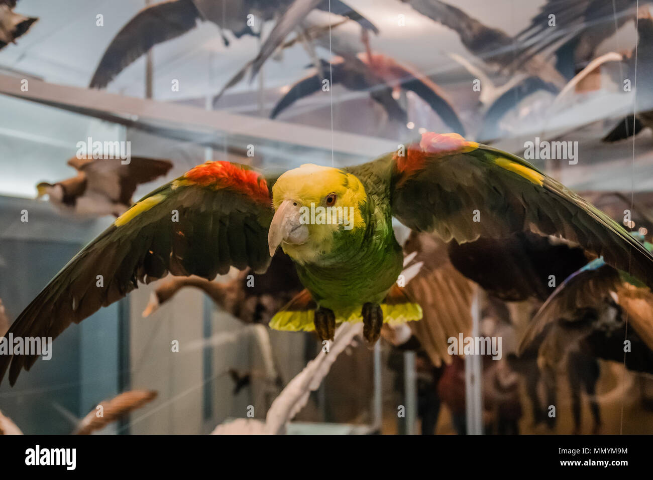 Flying Bird Models High Resolution Stock Photography and Images - Alamy