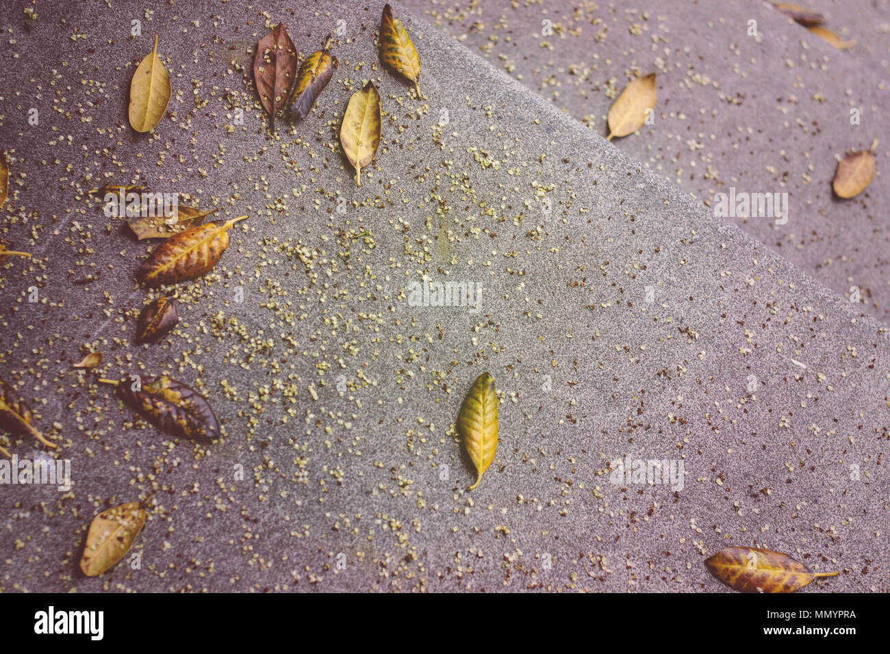 Holly leaves and pear tree petals on concrete steps, in Virignia.  Matte finish. Stock Photo