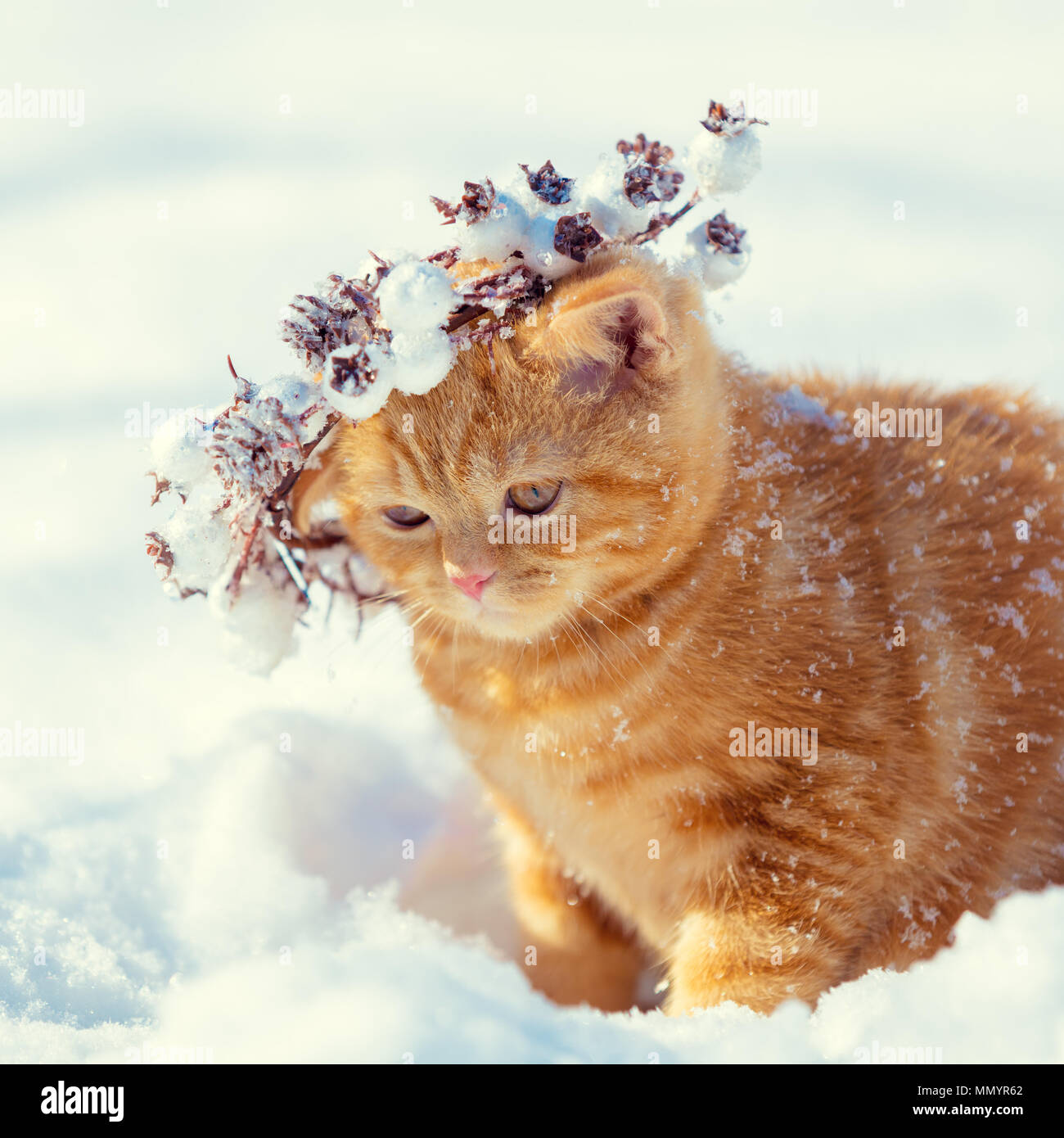 Portrait of a red kitten, wearing Christmas wreath. Cat walking on the snow in winter Stock Photo