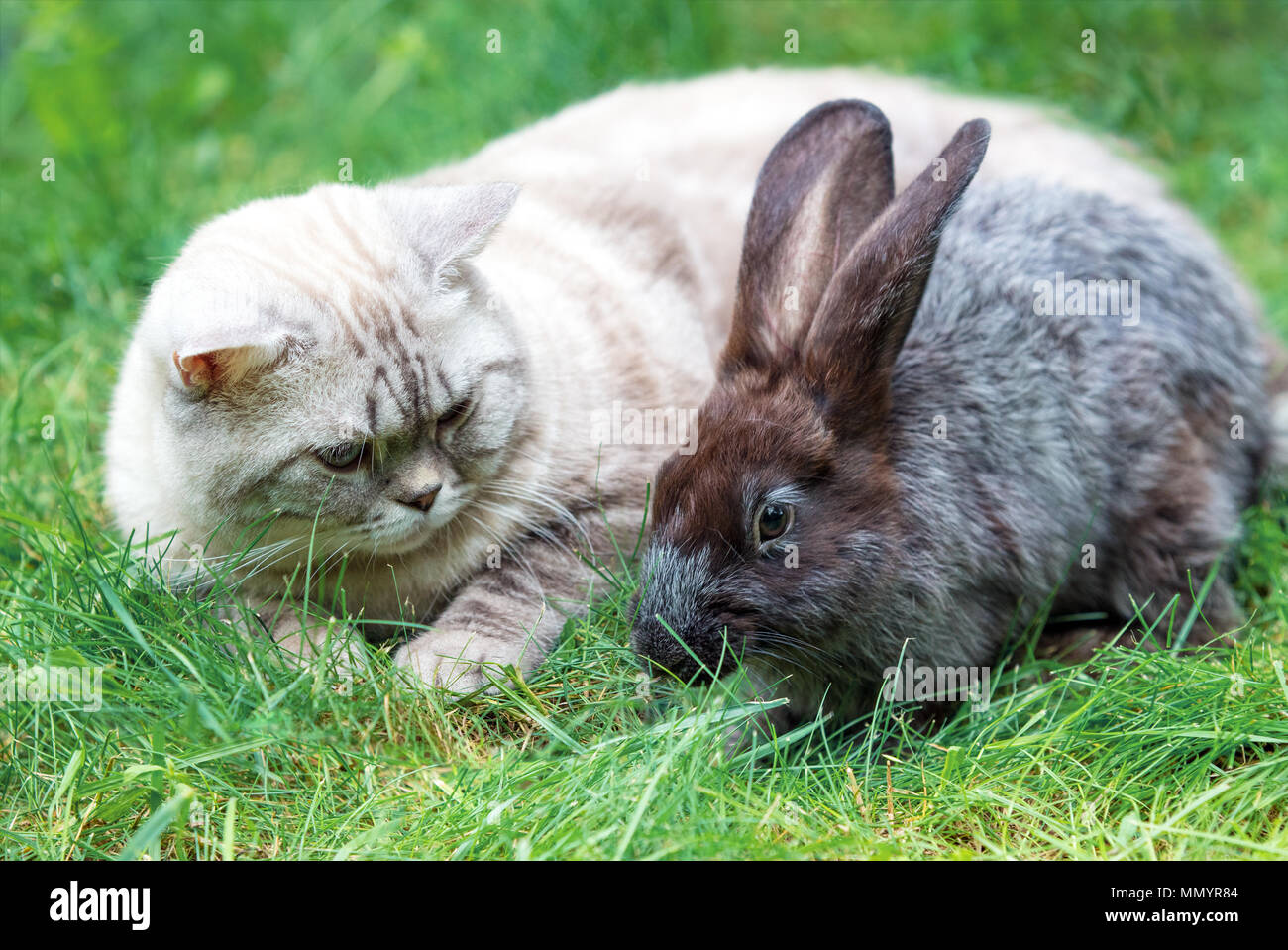 Kitten and rabbit together hi-res stock photography and images - Alamy