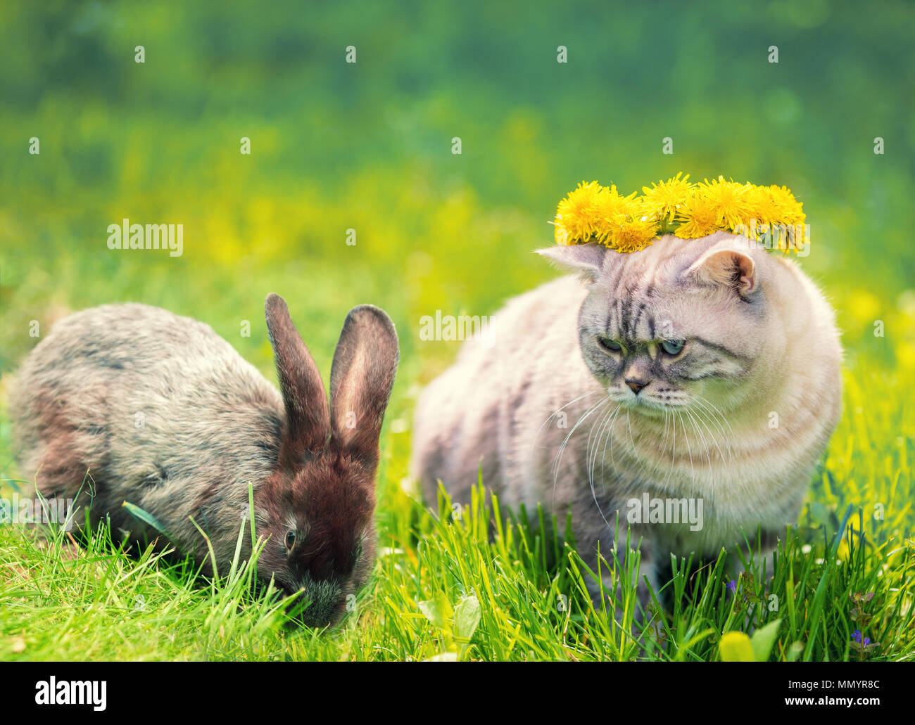 White cat and brown rabbit sitting together on green grass in spring. Easter concept. Cat crowned with dandelion chaplet Stock Photo