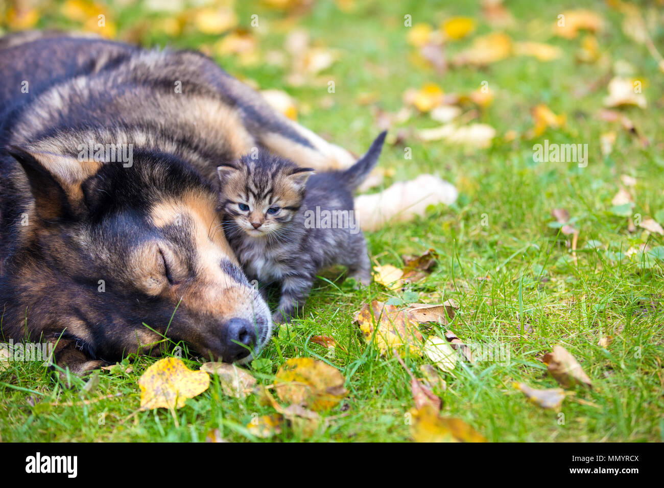 Little kitten & best sale friends