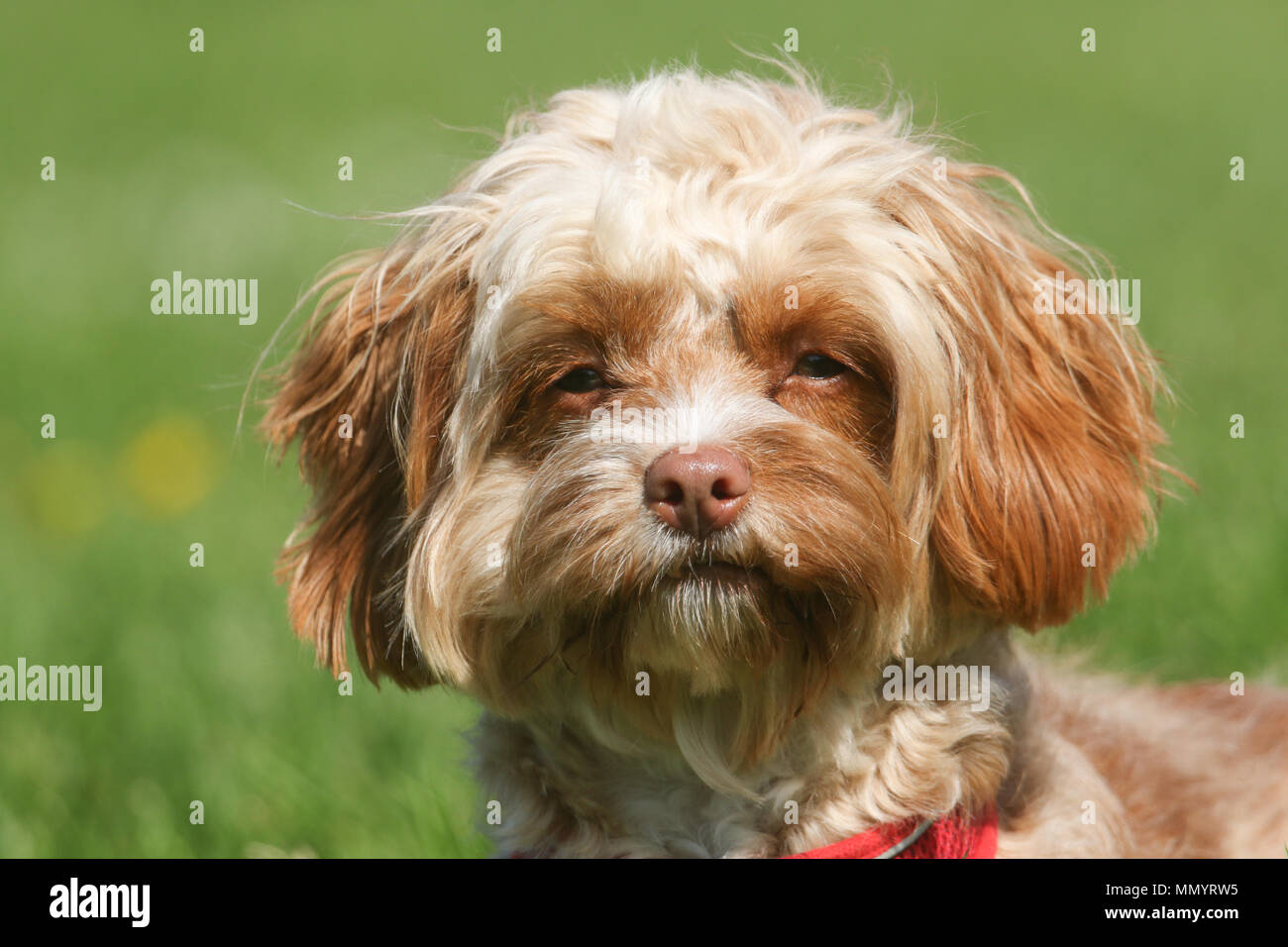 King cavalier mix stock photography images - Alamy