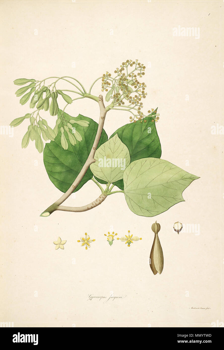 . Illustration of Gyrocarpus jacquini (= Gyrocarpus americanus), Hernandiaceae  . 1795. Mackenzie Gyrocarpus jacquinii Stock Photo