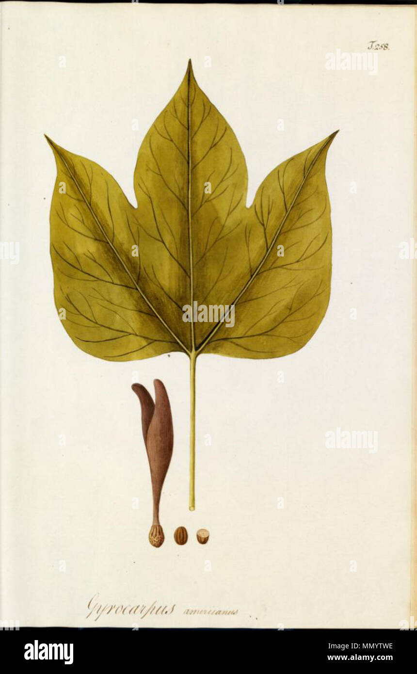. Illustration of Gyrocarpus americanus  . between 1780 and 1781. Nikolaus Joseph von Jacquin (1727-1817) Gyrocarpus americanus Stock Photo