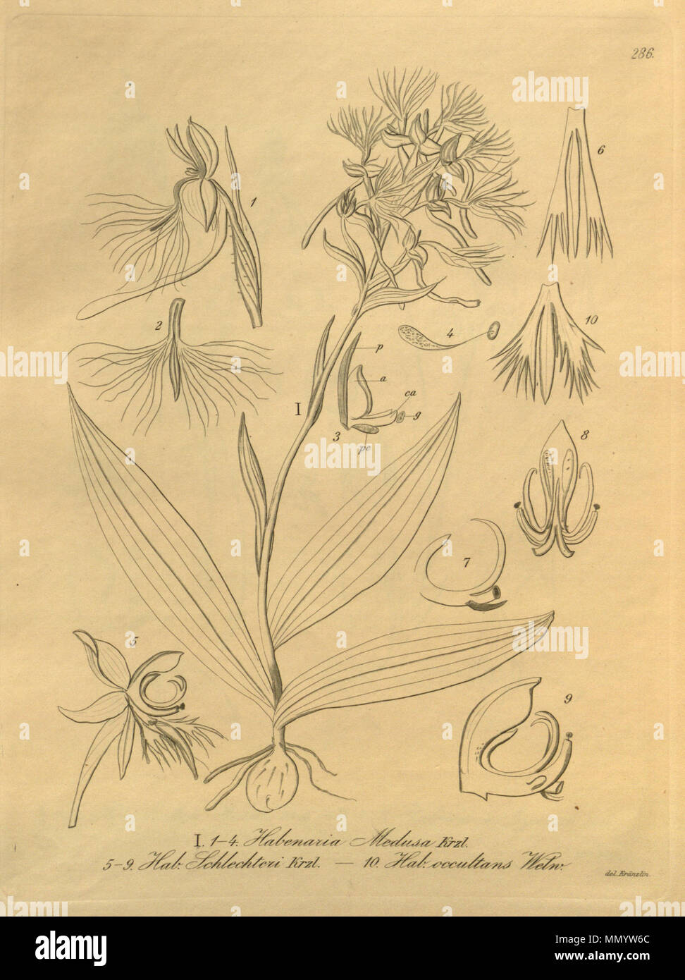 . Illustration of fig. 1-4. Habenaria medusa fig. 5-9. Centrostigma occultans (as syn. Habenaria schlechteri) fig. 10. Centrostigma occultans (as syn. Habenaria occultans) . 1900 (book), 1896 (this pt.). Friedrich Wilhelm Ludwig Kränzlin (1847-1934) and Heinrich Gustav Reichenbach (1824–1889) Alternative names Rchb.f. Description German-Saxon botanist, pteridologist, ornithologist and university teacher Date of birth/death 3 January 1824 6 May 1889 Location of birth/death Dresden Hamburg Work location Leipzig Authority control : Q62820 VIAF:?77066171 ISNI:?0000 0000 8396 1069 LCC Stock Photo