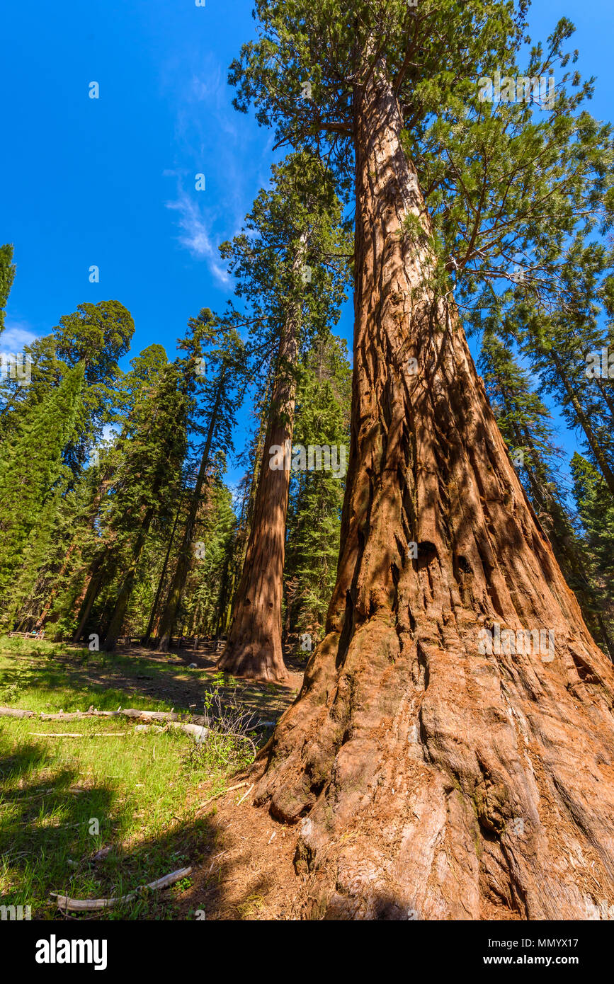 Giant sequoia forest - the largest trees on Earth in Sequoia National ...