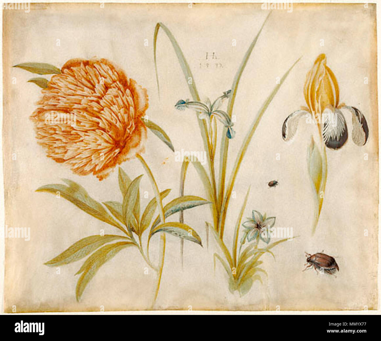 . Deutsch Blumen und Käfer, Gouache English Flowers and Beetls