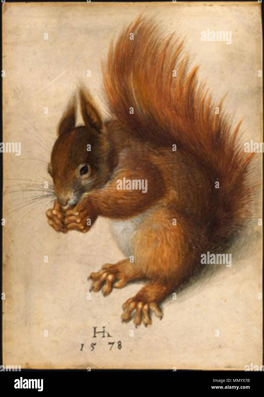 . Red Squirrel  . 1578. Hans Hoffmann (circa 1530 - circa 1591) Hans Hoffmann Red Squirrel 1578 Stock Photo