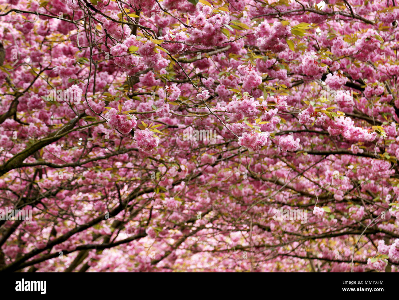 Cherry blossom time in Copenhagen Stock Photo