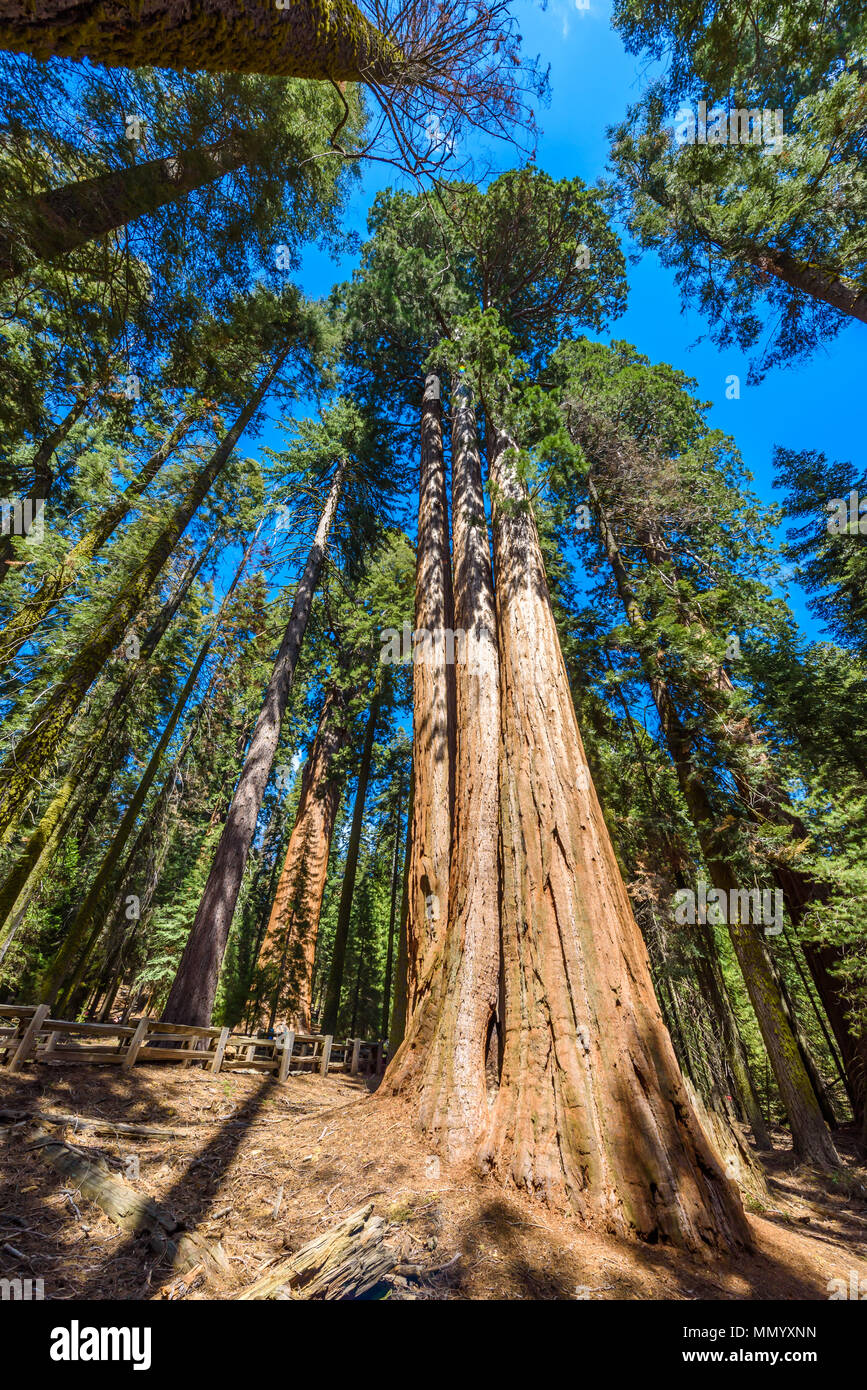 Giant sequoia forest the largest trees on Earth in Sequoia National