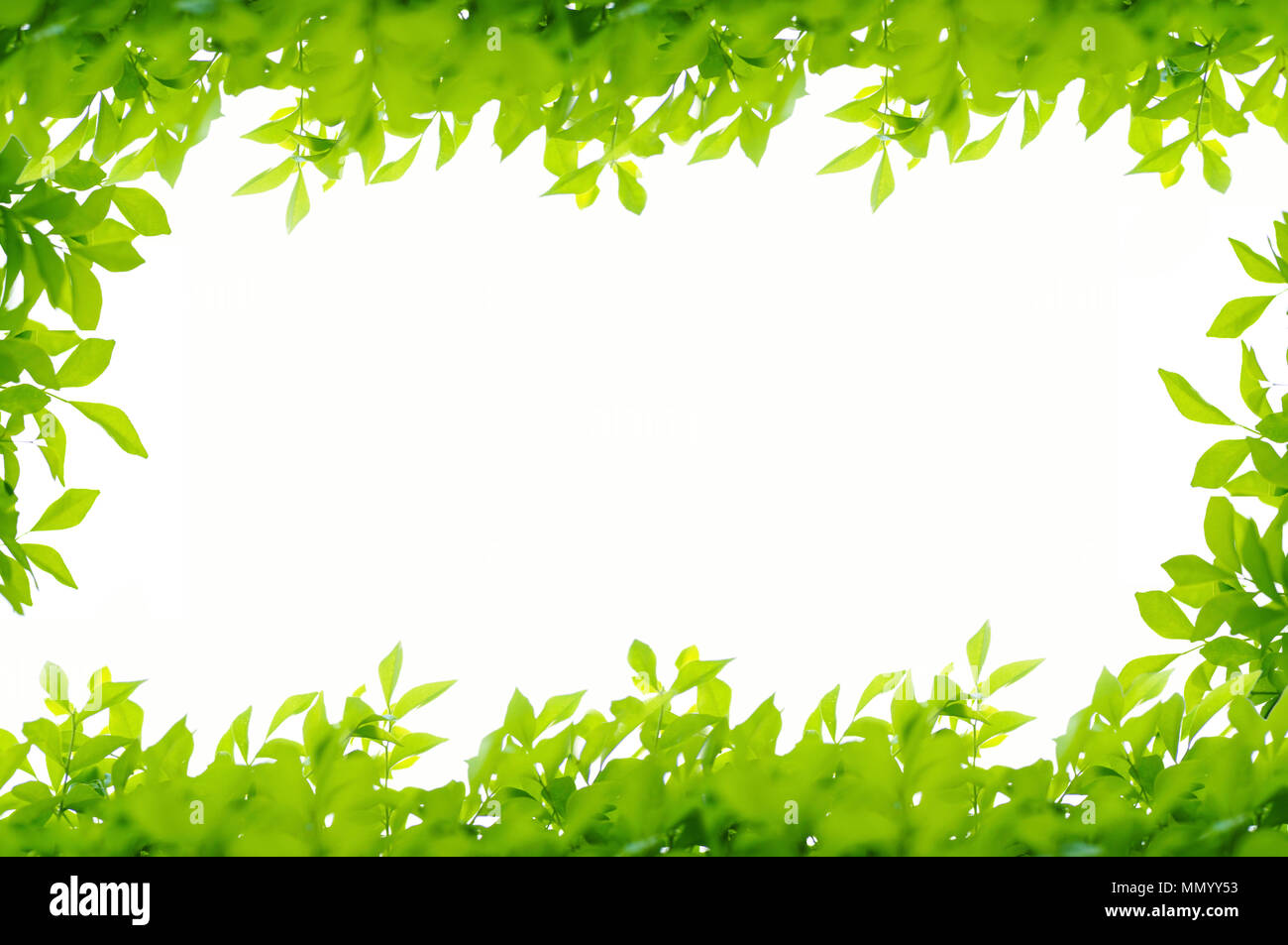 green leaves frame isolated on white background Stock Photo - Alamy