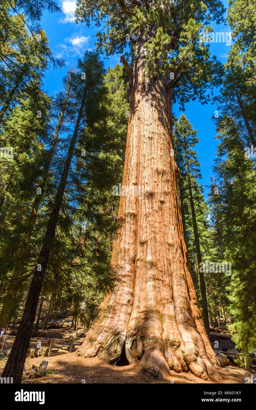 General Sherman Tree - the largest tree on Earth, Giant Sequoia Trees in Sequoia National Park, California, USA Stock Photo