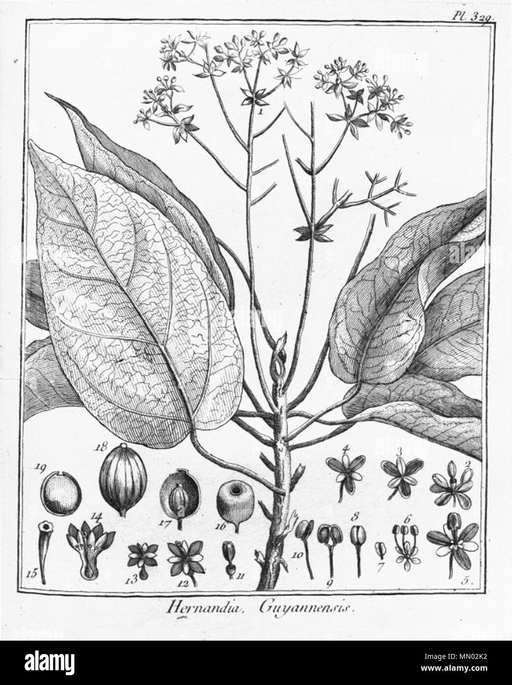 . Illustration of Hernandia guianensis (Orig. Hernandia guyannensis)  . 1775. Jean Baptiste Christophe Fusée Aublet (1720-1778) Hernandia guianensis Stock Photo
