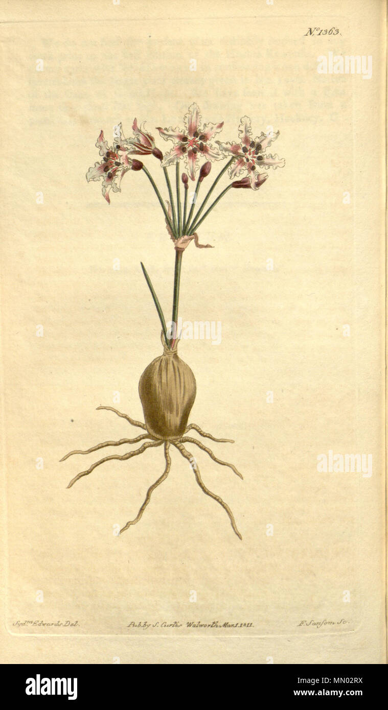 . Hessea cinnamomea  . 1811. Ker Gawler Hessea cinnamomea (as Strumaria crispa) 33. 1363 (1811) Stock Photo