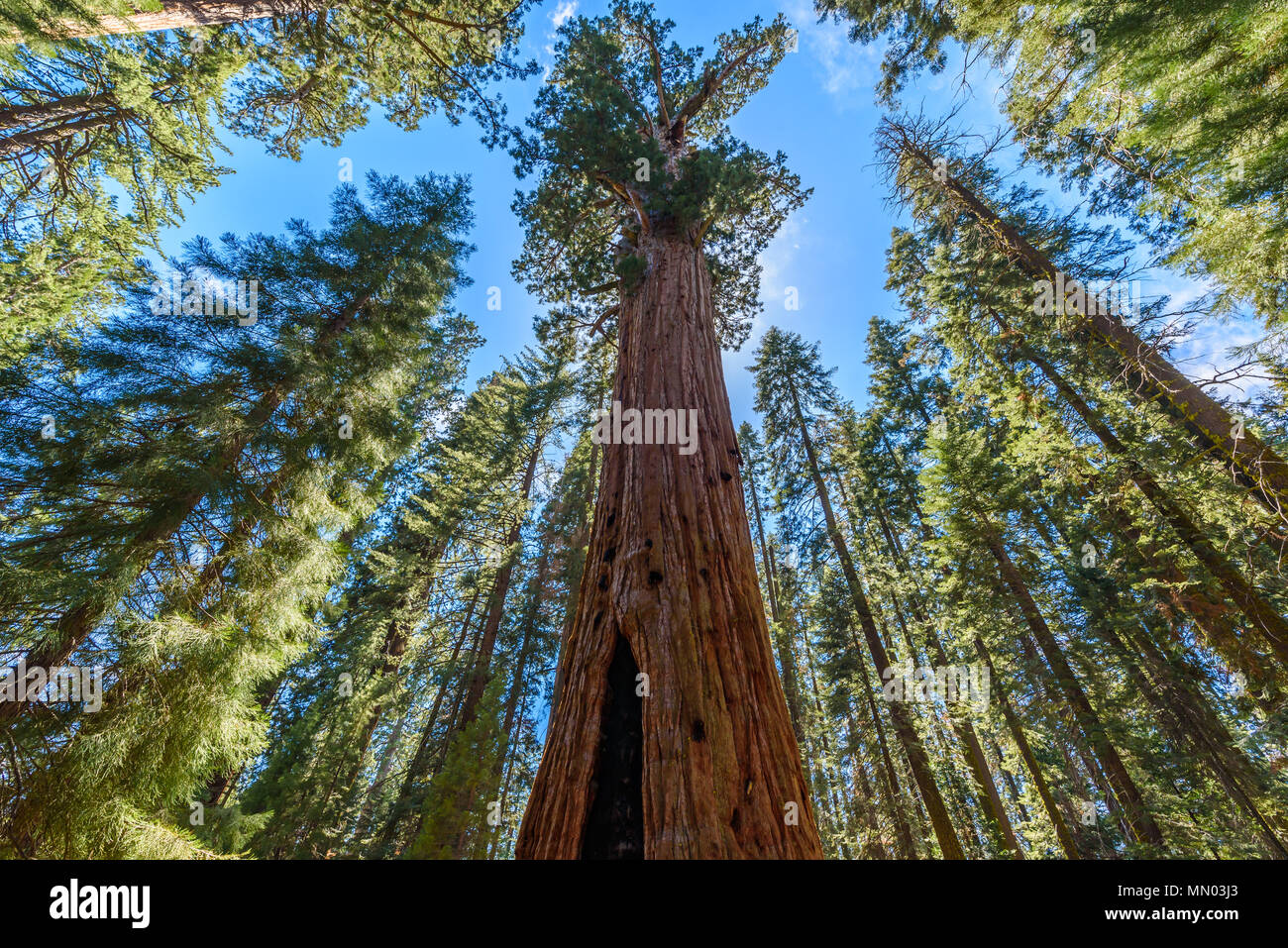 General Sherman Tree - the largest tree on Earth, Giant Sequoia Trees in Sequoia National Park, California, USA Stock Photo