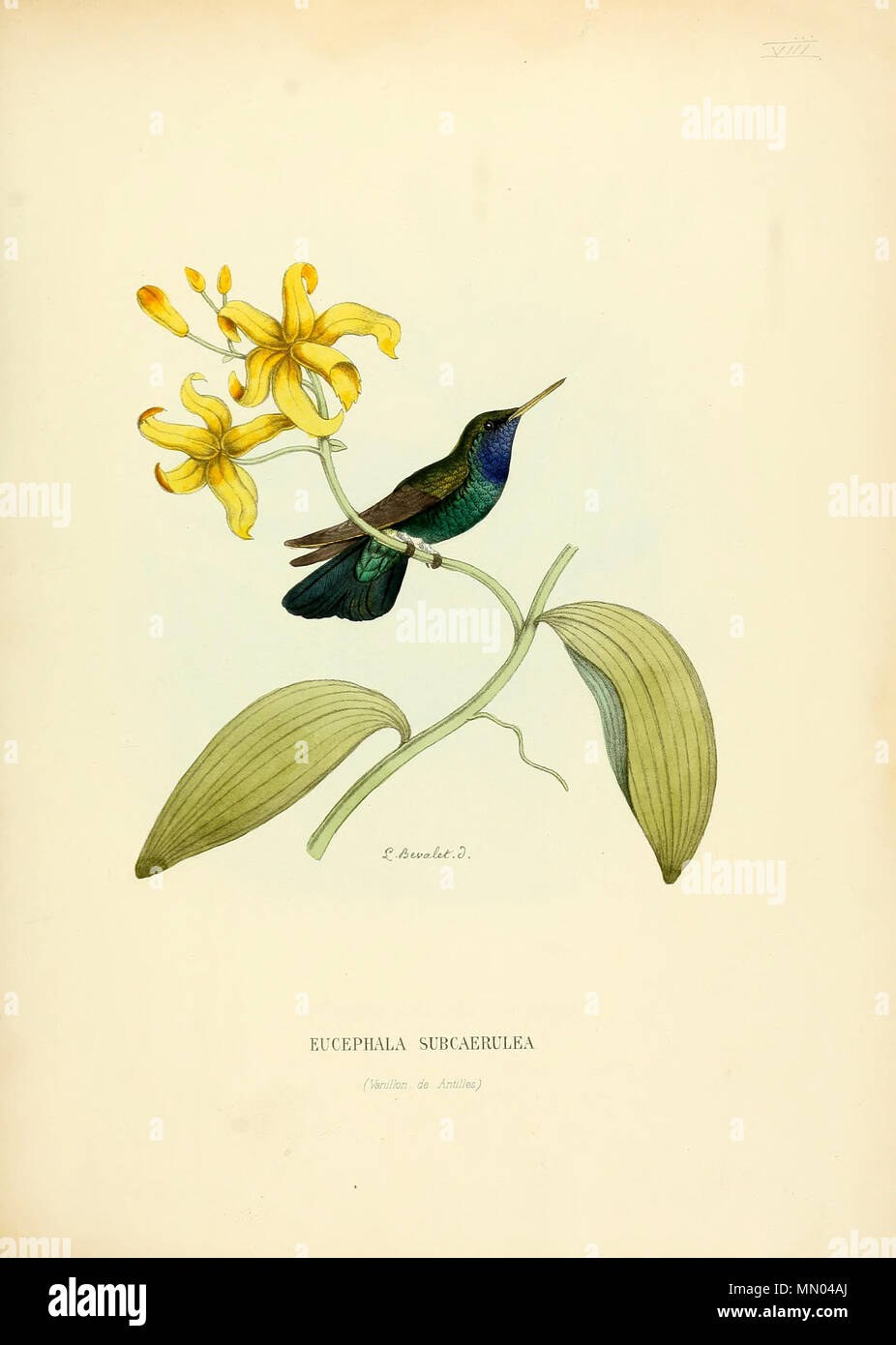 . Eucephala subcaerulea = Chlorestes notata notata[1]  . 1877. Louis Victor Bevalet (1808-) Histoirenaturell00muls 0023 Stock Photo