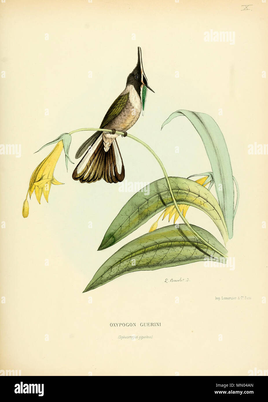 . Oxypogon guerinii  . 1877. Louis Victor Bevalet (1808-) Histoirenaturell00muls 0027 Stock Photo