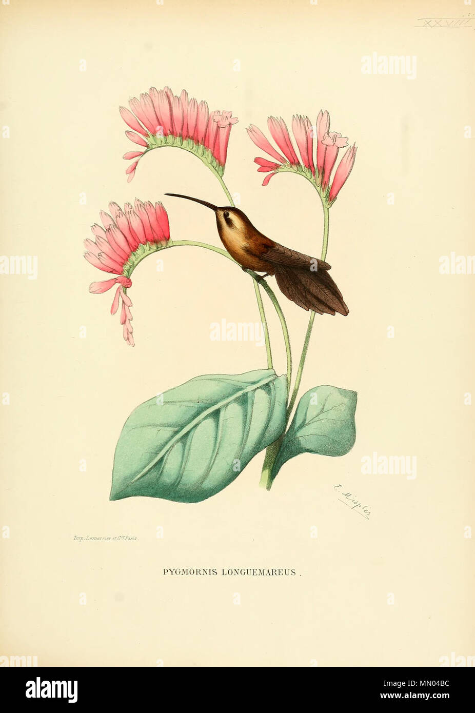 . Pygmornis longuemareus = Phaethornis longuemareus[1]  . 1877. Louis Victor Bevalet (1808-) Histoirenaturell00muls 0063 Stock Photo