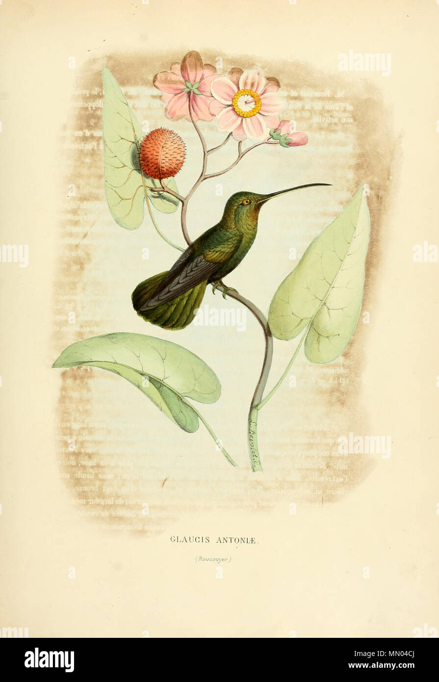 . Glaucis antoniae = Threnetes niger niger[1]  . 1877. Louis Victor Bevalet (1808-) Histoirenaturell11874muls 0071 Stock Photo