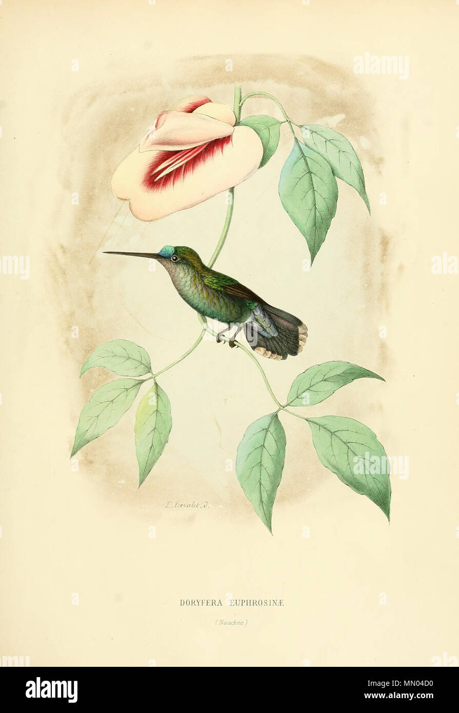 . Dorifera euphrosinae = Doryfera johannae[1]  . 1877. Louis Victor Bevalet (1808-) Histoirenaturell11874muls 0207 Stock Photo