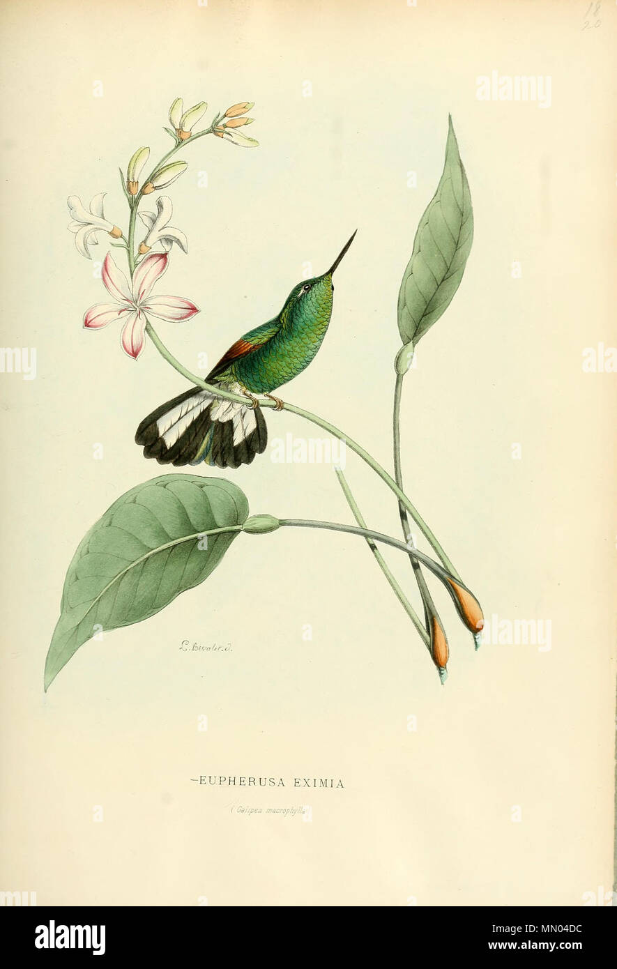 . Eupherusa eximia  . 1876. Louis Victor Bevalet (1808-) Histoirenaturell21876muls 0097 Stock Photo