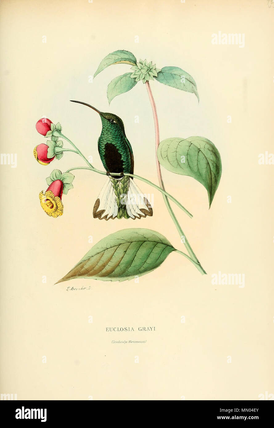 . Euclosia grayi = Lafresnaya lafresnayi[1]  . 1877. Louis Victor Bevalet (1808-) Histoirenaturell31877muls 0281 Stock Photo