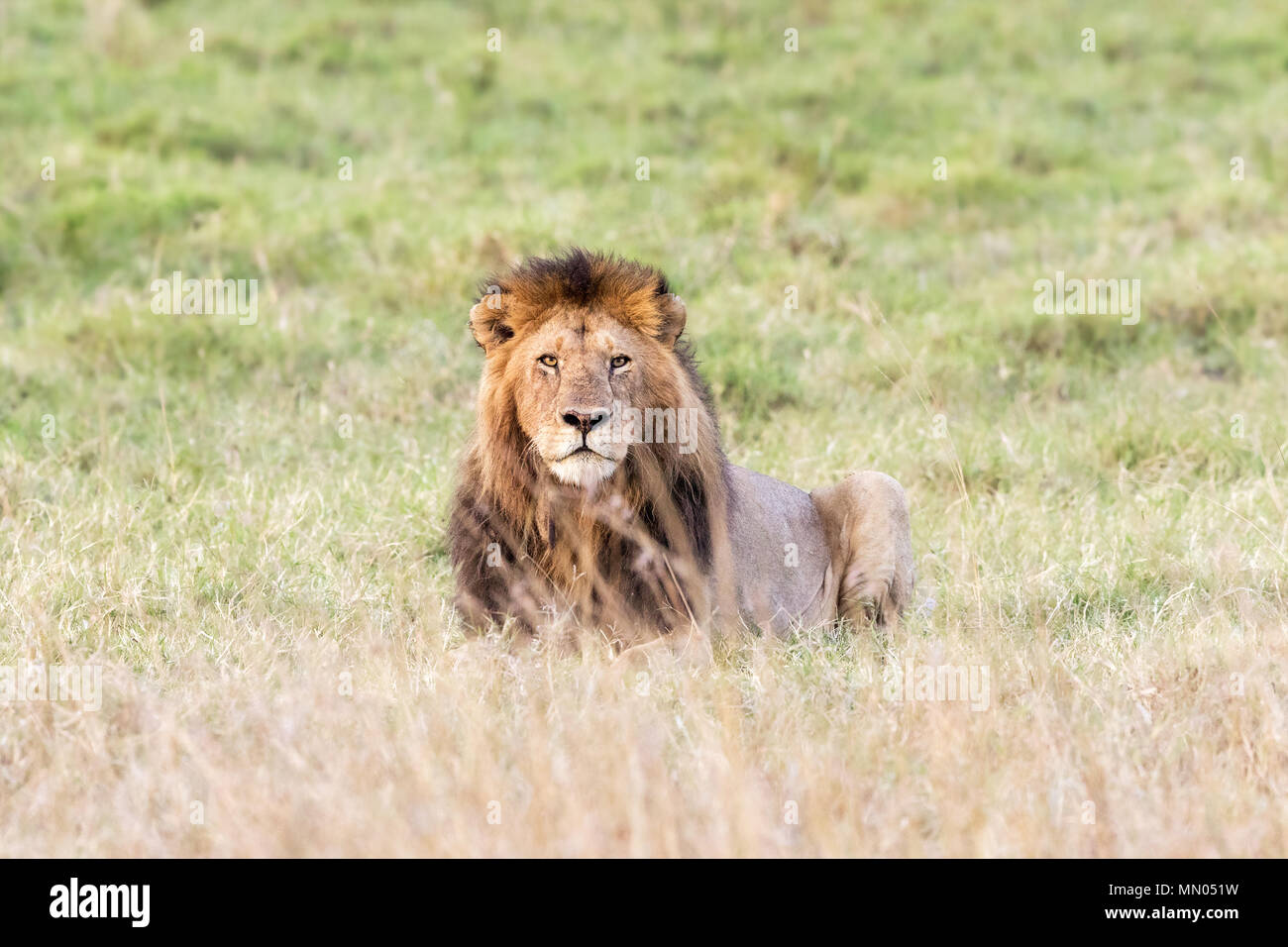 Alert young male lion mane hi-res stock photography and images - Alamy